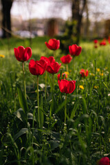 Fototapeta premium Red tulips are blooming against the background of green grass