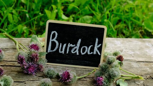 Burdock supplements in nature. Selective focus.