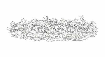 Fototapeta premium A cluster of ivy vines with many leaves and thin stems