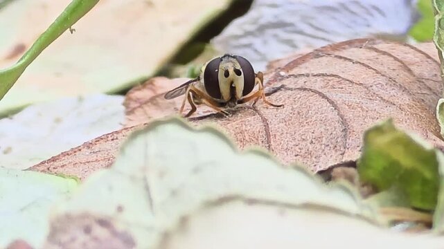 

Full Version_Hoverfly grooming its face and eyes on a leaf, extreme close-up macro

