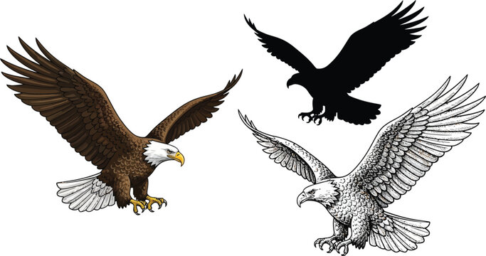 Collection of flying bald eagles featuring detailed color vintage engraving and silhouette styles ideal for patriotic emblems logos or wildlife illustrations