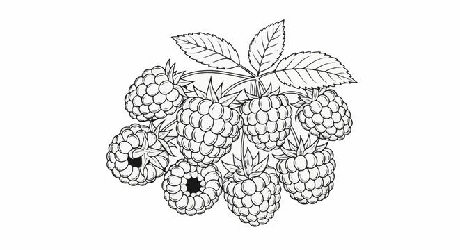 A cluster of ripe raspberries with leaves, rendered in black and white sketch