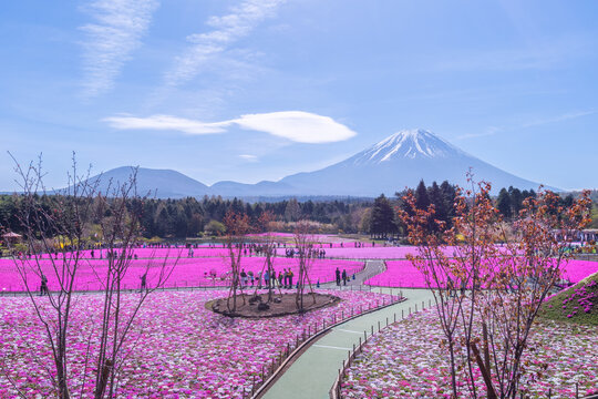 富士芝桜まつり（富士本栖湖リゾート2026年4月）