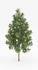 Fototapeta premium Green apple tree laden with fruit malus domestica outdoors agriculture foodstuff fruiting botanical deciduous