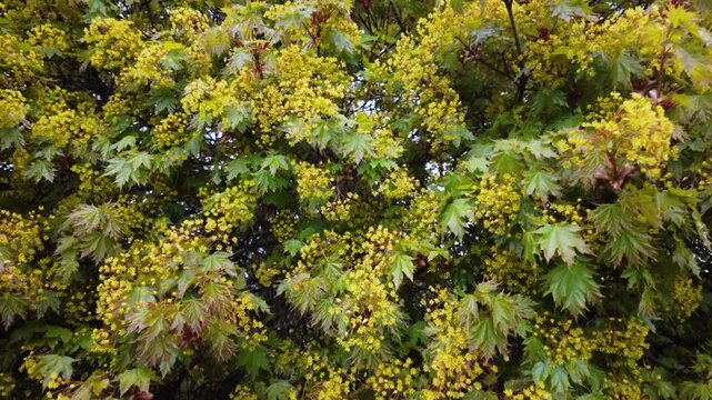 ellow Norway Maple Tree Blossoms In Spring Garden