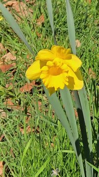 Yellow daffodil flower swaying in the wind