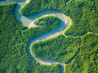 Obraz premium Top view forest green nature background