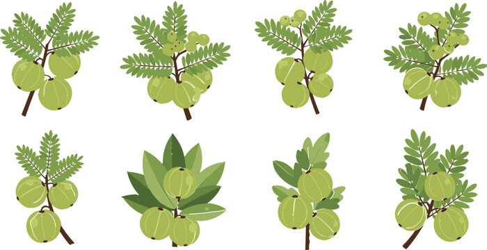 Amla Tree and Fruit Icon Set with Indian Gooseberry, Leaves, Branches, Herbal Plant Elements, and Natural Ayurveda Vector Collection