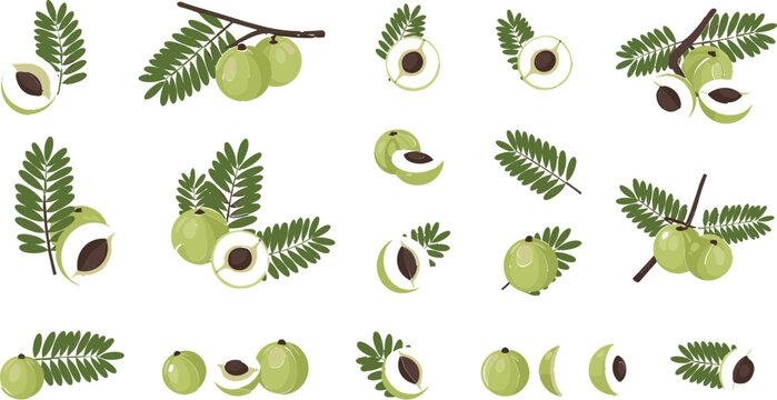 Amla Fruit and Leaves Icon Set with Indian Gooseberry, Herbal Elements, Natural Ingredients, Ayurveda Concept, and Organic Vector Collection