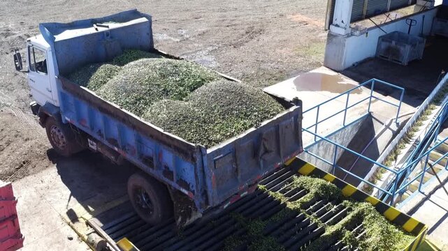 Aerial view of a dump truck unloading a large quantity of freshly harvested green olives into a hopper at an industrial processing plant for the production of extra virgin olive oil