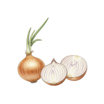 Three delicate botanical watercolor onions: one whole with green sprout, two sliced revealing intricate concentric textures on a transparent background, depicting scientific illustration.