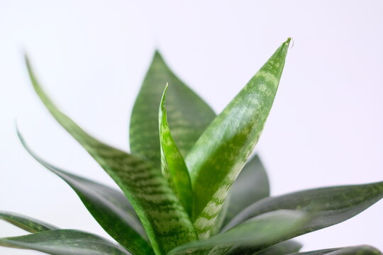Close up of beautiful green Sansevieria snake plant leaves against white background.