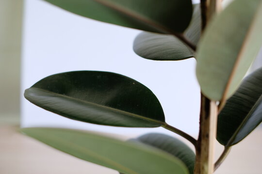 Close up of dark green rubber plant (Ficus elastica) leaves against white background.