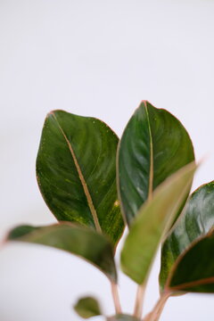 Close up of beautiful Aglaonema Chinese evergreen plant leaves with pink edges against white background.