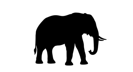 Fototapeta premium Elephant Silhouette On White Background high quality professional