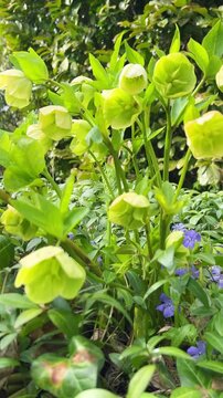 Green hellebore flowers blooming in spring garden. Natural lighting on fresh botanical background. Springtime nature scenery with blooming garden plants. Vertical video.