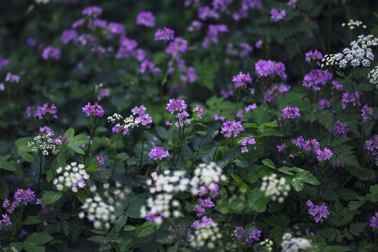 Flower bed with purple and white wildflowers, soft light and selective focus. Nature background