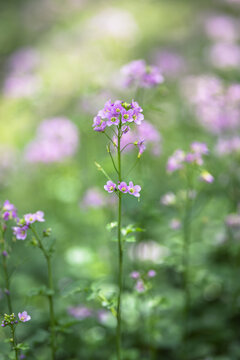 Purple flowers blooming the near the river with soft light and bokeh
