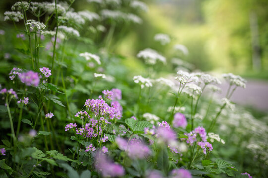 Purple flowers blooming the near the river with soft light and bokeh