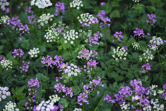 Flower bed with purple and white wildflowers, soft light and selective focus. Nature background