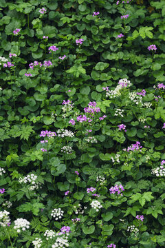 Flower bed with purple and white wildflowers, soft light and selective focus. Nature background
