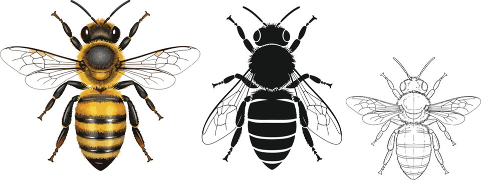 Collection of bee illustrations featuring realistic solid and outline vector styles ideal for educational content web design or biological studies