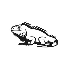 Fototapeta premium Black and white iguana side view.