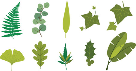 Leaf and Botanical Icon Set Featuring Ferns, Ivy, Eucalyptus, Ginkgo, and More for Nature, Gardening, and Environmental Websites © Firoz