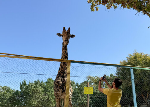 A visitor captures a giraffe on his smartphone at the zoo. The low-angle shot emphasizes the height of the giraffe and the curiosity of the observer.