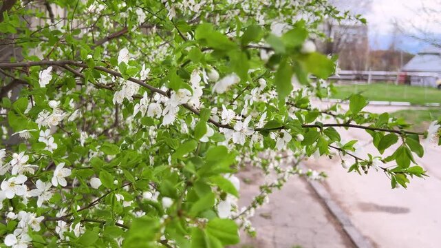 Blooming apricot tree with white flowers. Close up of blossoming branches with fresh green leaves. Nature background with fruit tree in bloom. Beautiful spring scene with white blossoms on branches.