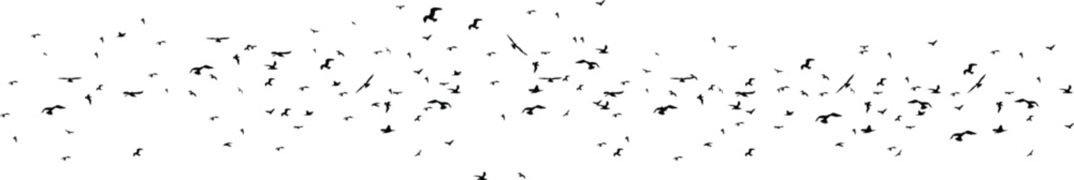 flock of randomly flying birds silhouette set isolated on transparent background 