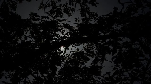 Slow Motion Tree Branches Silhouetted Against Cloudy Morning Sky