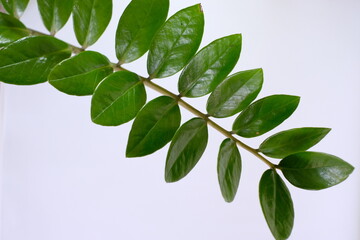 Close up of beautiful green ZZ plant (Zamioculcas zamiifolia) leaves against white background. © Patompong
