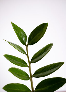 Close up of beautiful green ZZ plant (Zamioculcas zamiifolia) leaves against white background.