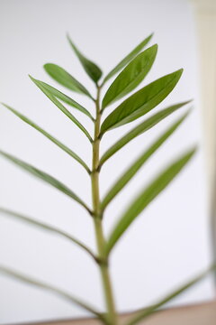 Close up of beautiful green ZZ plant (Zamioculcas zamiifolia) leaves against white background.