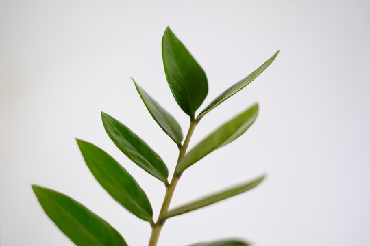Close up of beautiful green ZZ plant (Zamioculcas zamiifolia) leaves against white background.