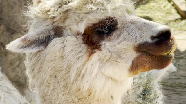 Two white alpacas stand in a bright pen while one shows its large teeth. The animal grinds its jaw against the zoo background. This creates a dry clicking sound with a faint humming noise.