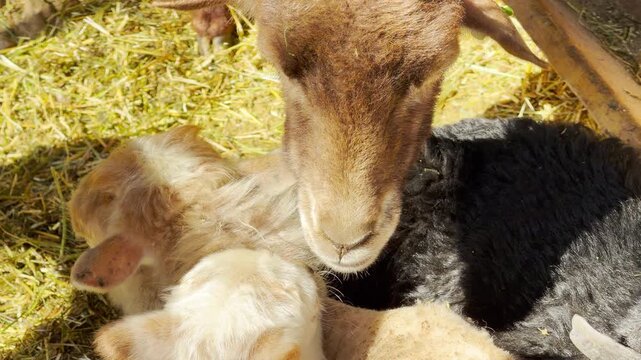 Several young lambs huddle together to eat hay in a sunny zoo enclosure. This gentle interaction results in soft chewing and high-pitched bleating. These sounds mix with noise of chirping birds.