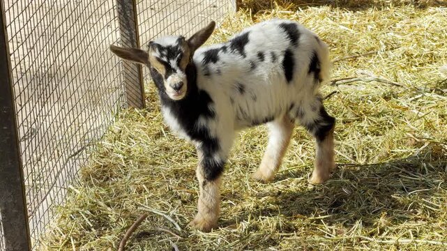 A small black and white goat calls out while standing on straw in a bright pen. This lively action produces a high-pitched bleating sound that echoes over the soft hum of the zoo.