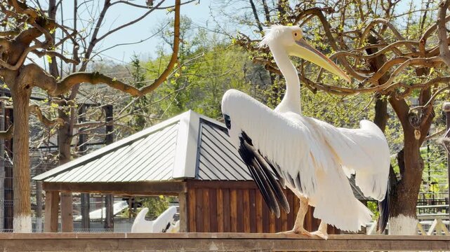 a large white pelican stands on a wooden fence stretching its wings in a sunlit enclosure. This calm action is accompanied by the soft chirping of birds and a gentle zoo hum.