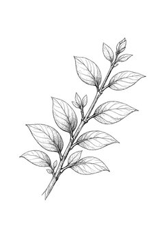 Detail cluster stem garden petal botanical simple generation image vector branch icon