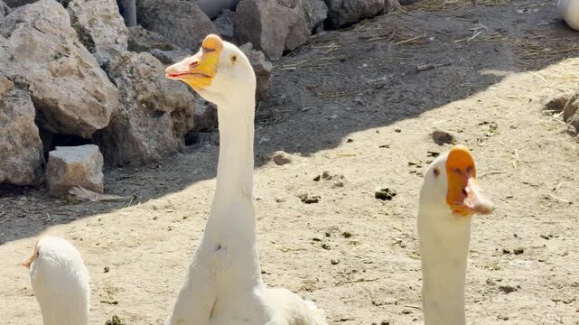 white geese stand alertly on dusty ground near rocks. They stretch their necks and open their beaks, creating a loud and rhythmic cackling sound across the farm.