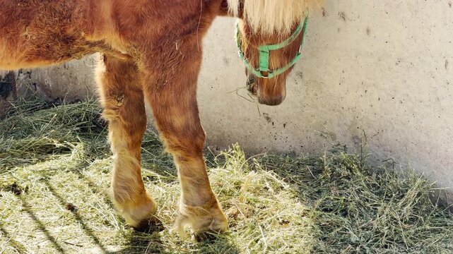 a brown pony chews on dry hay. This action creates a crisp crunching sound that mixes with the distant chirping of birds and the gentle hum of the zoo.