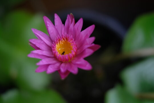 Close up of beautiful pink water lily lotus flower blooming with yellow center in the pond.