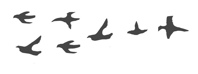 Obraz premium Five dark birds soaring together across a clean empty space isolated on transparent