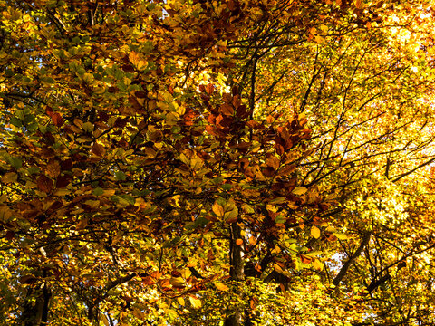 Autumn foliage with golden and orange hues in a sunlit forest, ideal for nature tourism and outdoor exploration in Cavedago, Paganella, Trentino, Italy.