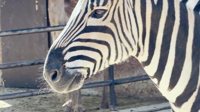 a zebra stands alert. It exhales a soft huff through its nose while birds sing nearby. The rhythmic hum of the zoo fills the background.
