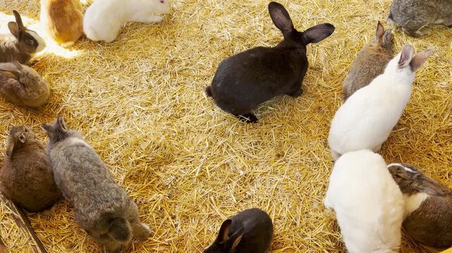 a group of playful rabbits hops across golden straw. Their paws make a soft thumping sound against the dry stalks. The barn is filled with the gentle hum of the zoo and bird songs.