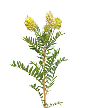 Blooming plant of Woolly locoweed or milkvetch isolated on white, Oxytropis pilosa