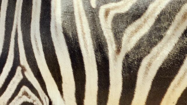 a zebra twitches its ear. This action captures the hum of the zoo and the singing of birds. The movement creates a soft rustle against its striped neck.